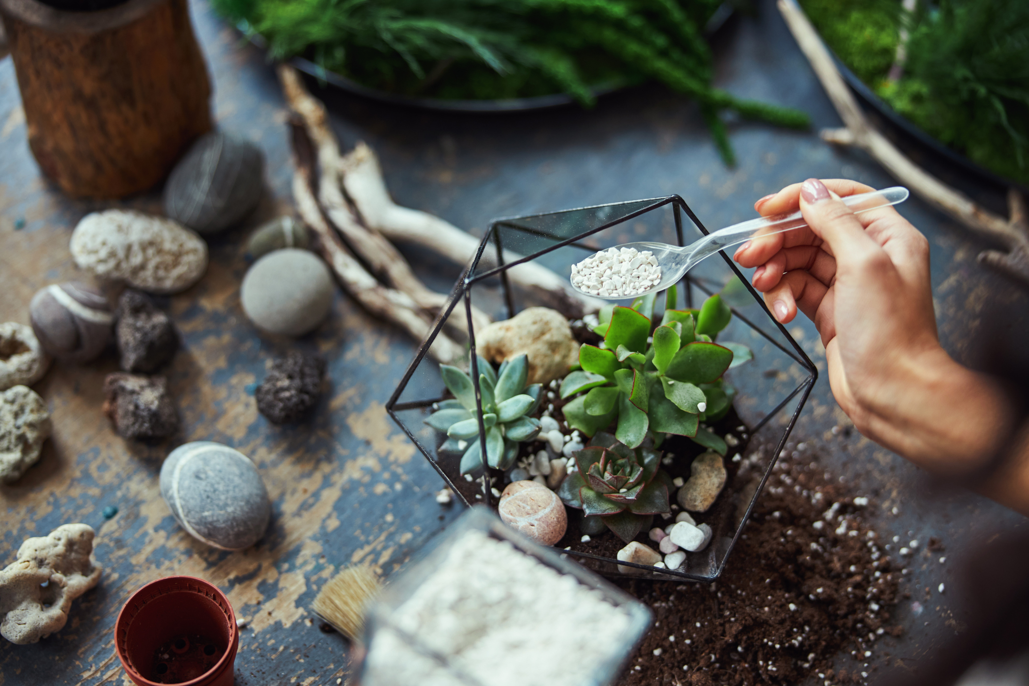 York Terrariums: Bringing Nature and Creativity Together in Yorkshire