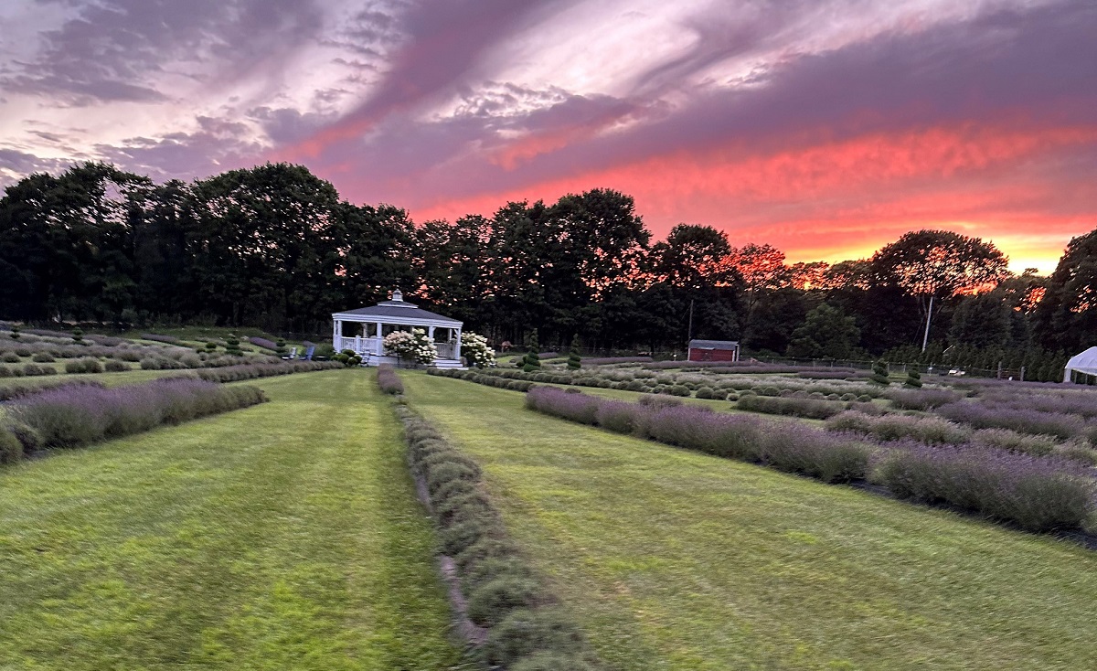 lavender waves farms